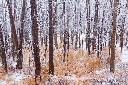 After An Ice Storm_12214.jpg - Photographed at Ottawa, Ontario - the capital of Canada.